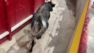 Toro salta el callej&oacute;n Navalcarnero 20￼25 ( v&iacute;deo completo)