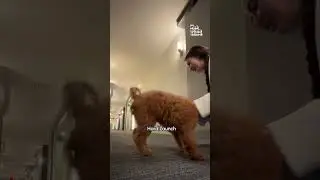 Top 10 Hilarious Pet Videos!