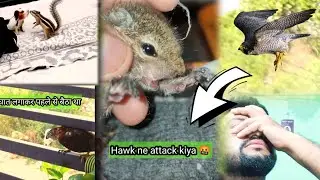 Hawk ne attack kiya Duggu par ! घात लगाकर बैठा था बाज़  | #gilhari #shikra #petsvlog
