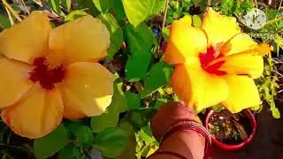 सर्दियों में गुड़हल के देखभालकैसे करें ll How to take care hybrid Hibiscus in January ll
