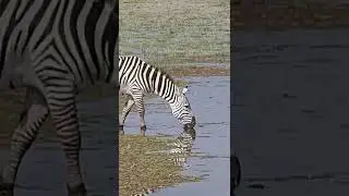 Thirsty Zebra Drinking Water from Lake Amboseli. #zebra #drinking #amboseli