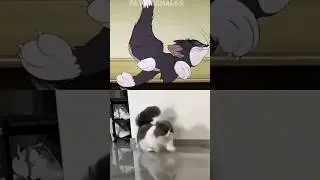 so funny😂 #cat #shrotvideo #animals #shorts