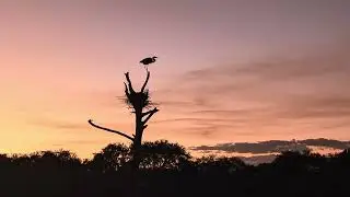 Great Blue Heron at Green Cay