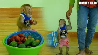 Amazing Animal, Smart Monkey Kako Walking To Eat Fruit At Kitchen Room