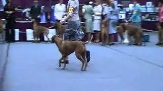 Nona ntl reg vet