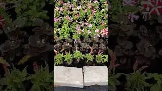 Pune Empress Garden | Pune Flower festival 2026 #viral #trending # 1mviews #outing #onedaytrip #best