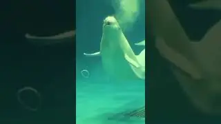 The beluga whale spits water rings.So cute.😊#Beluga #ocean #whale #dolphin #shark #fish