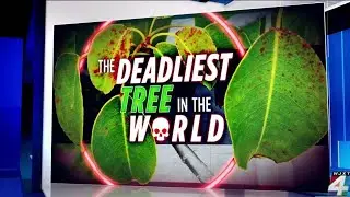 TOP 10 POISONOUS TREES IN THE WORLD