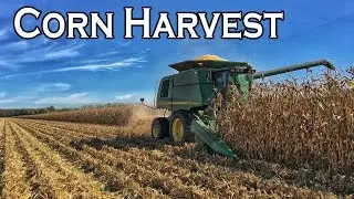 CORN HARVEST 2017 | RIVER FARM