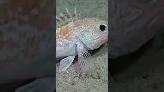 Cute Scorpionfish | SOI #Shorts