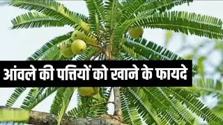 Benefits of gooseberry leaves! #amla #gooseberry