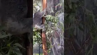 The Beautiful Miss Sunset the Koala 🐨