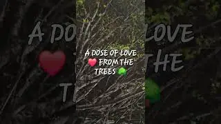 A DOSE OF LOVE ❤️ FROM THE TREES 🌳