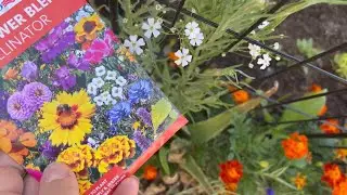 Dollar Tree wildflower seed mix Review ( 50% bloomed) Add POP colors to garden border 🌼🌸🌺🦋🌺🌸🌼
