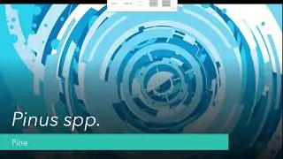 Pine spp. Intro video
