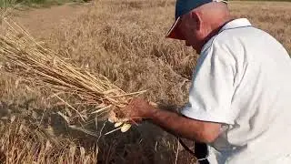 La mietitura di una volta. Video del 16 luglio 2024
