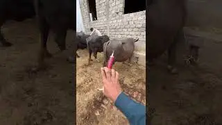 Vitamin B12 injection #newsong #animal #veterinarian #vet #farmers #farm #injection_funny#injection