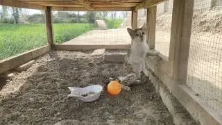 Cats mating || Cats meeting first time || Cats mating season