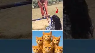 Get ready to laugh 😂😂 #shorts #funny #cat #comedy #shortvideo #trending #viral #memes