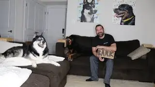 BarkBox September 2024 | Unboxing & Review | Sniffin' Booty A Pirate's Tail