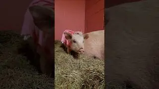 The Saplings have names! 🐷❤️🐷