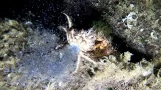 Geheimes Liebesleben unter Wasser: M&auml;nnchen der gro&szlig;en Seespinne Maja squinado als &bdquo;Geburtshelfer&ldquo;