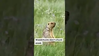 😱How Fast Can a Woodpecker Peck Wood? 🦜 #shorts
