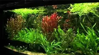 Akwaria -Ogrod Botaniczny Wroclaw 2011-prod.TVaqua.pl.mov