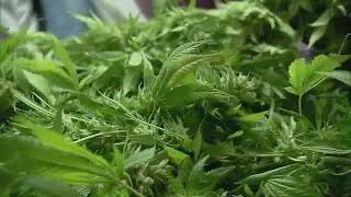 Marijuana legalization - Missouri voters will decide this November