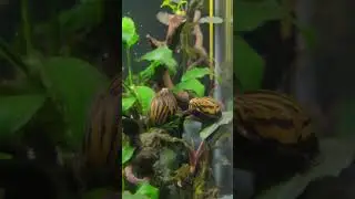 Amazing Nerite Snails #planetaquarium #aquarium #fish #aquaticpets #snail #neritesnail #plants