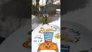 Синички и лазоревки кушают 😋😊😇 #nature #natureshorts #animals #birds #animalshorts #animals