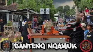 New Turangga jaya Wiyu Live Dungboto Warugunung Pacet || Macanan & Bantengan