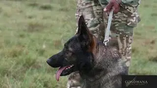 Blu - Gondwana's new Anti-poaching Unit (APU), recruit.