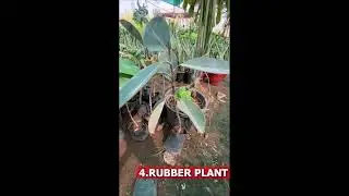 best indoor plant for home and office and company contact @freeairlandscapingandhorticulture