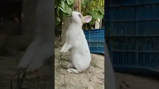 Rabbit||Bunny || Rabbit Pulse #rabbitfood #cute #rabbitpetsupplies #yourbunny #bunny #rabbitbreeds