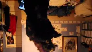 Reskell DOG.WMV