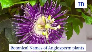 Botanical Names of Angiosperm plants | Flowering plants