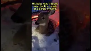 A Deer Hit My Window at Night&hellip; Then Came Back Months Later 🦌❄️