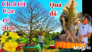 A Dũng 👉 Zalo 0964009759 Cây mai nữ chơi tết hoành lớn giá bé v phôi mai đẹp hợp lý tại ĐT 