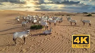 Arabian Oryx |Telal Resort Conservation | Abu Dhabi-Al Ain |