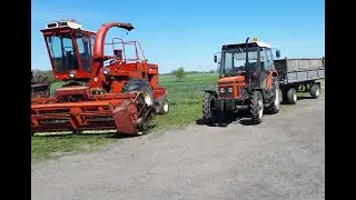 Żyto na kiszonkę.