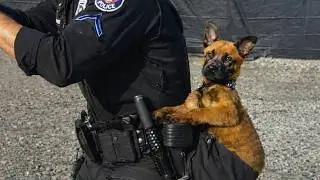 When a Police Dog&rsquo;s First Day on the Job 😁 Funny Dog Videos of 2026