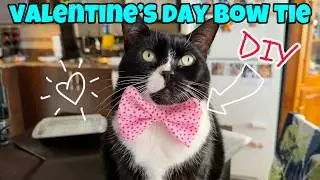 How To Make A Valentines Day Bow Tie For Your Cat 🎀