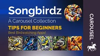 An NFT Founder's Top Tools & Tips for Beginner Birdwatchers