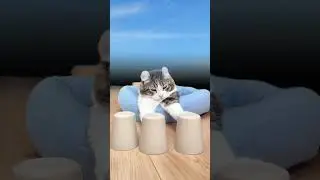 Cat Instinct
