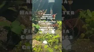 Part - 1 - low tech aquarium requirements