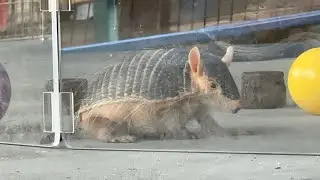 Animal Encounter Care Story at Rafiki&rsquo;s Planet Watch - Screaming Hairy Armadillo 
