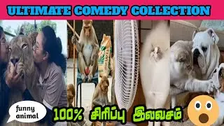 இவனோல மேய்க்க பேசாம நாலு எருமமாடு மேய்க்கலாம்#funny#cat#monkeys#lionking#funnycomedy#duppingtamil