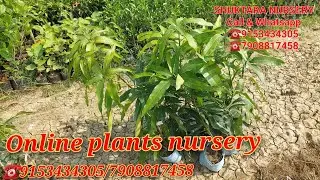 Online fruit plants delivery all over india home delivery service available