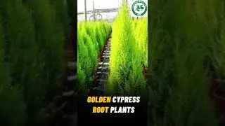 Golden Cypress Root Plants #gardeningtips #nursery #plantnursery #farming #agriculture #gardening